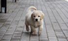 International Dog Show in Druskininkai