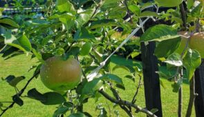 BBQ – Food Story
