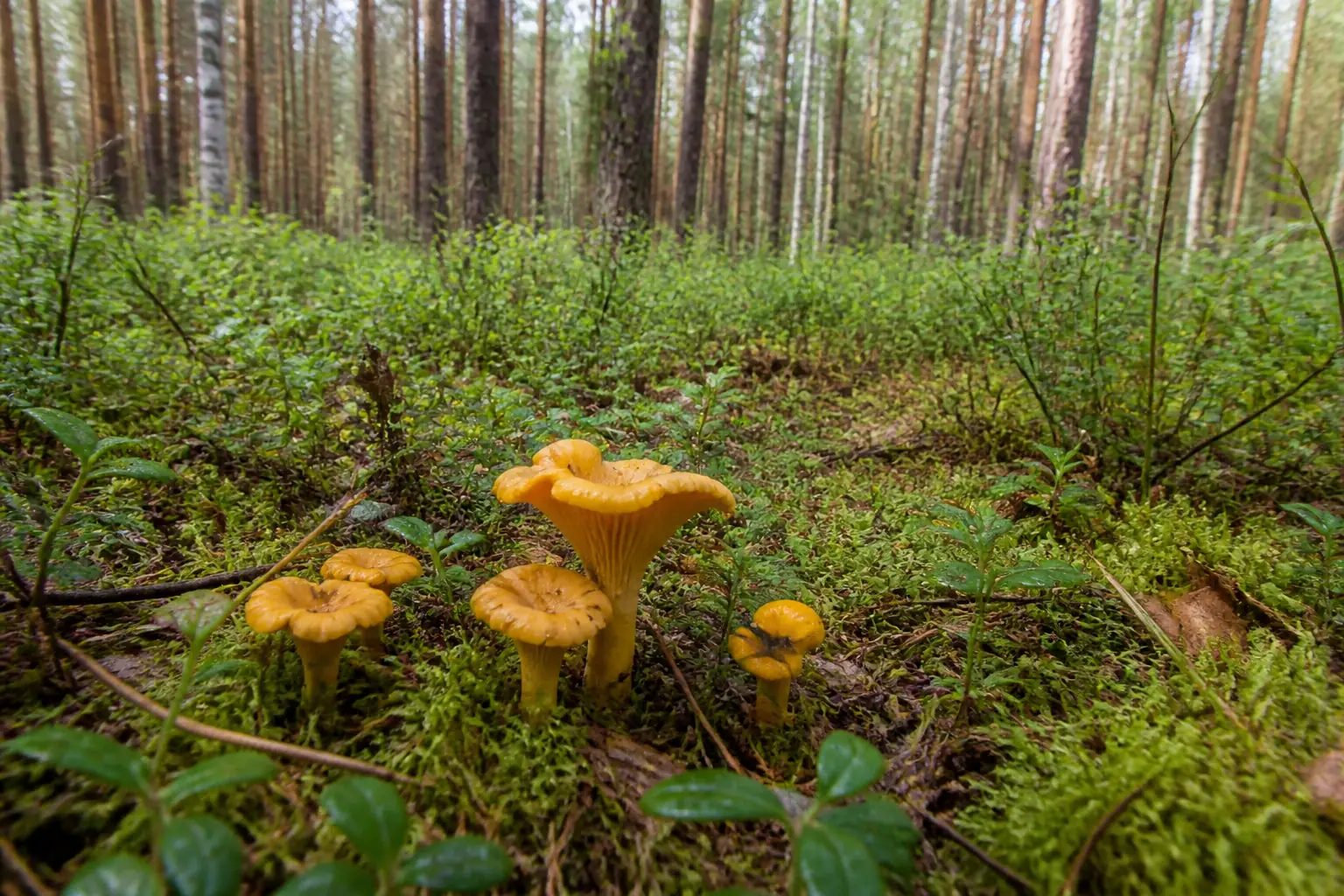 Wilde Pfifferlinge in einem flachen Kiefernwald von Dzūkija nahe Druskininkai