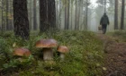 Porcini mushrooms and a picker with a wicker basket in Dzūkija pine forest near Druskininkai