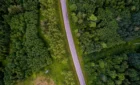 Road through a Lithuanian pine forest on the journey to Druskininkai